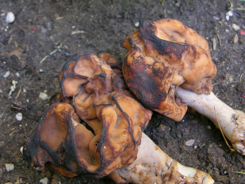 Gyromitra infula.